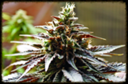Ashland Oregon Cannabis